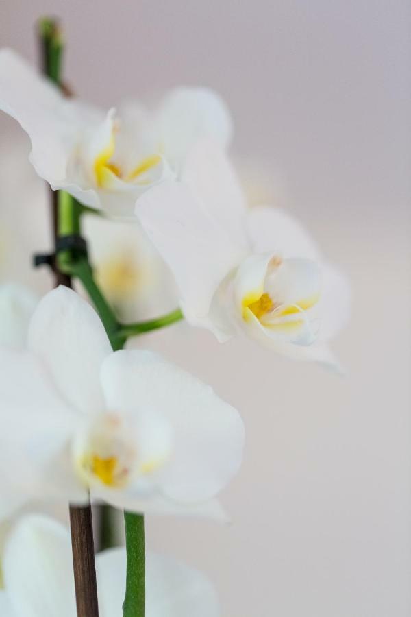 Apartment Natur Bled Exterior photo